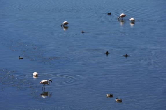 Flamingos e patos se alimentam no lago Titicaca, na estrada entre Puno, no Peru, e Copacabana, na Bolívia